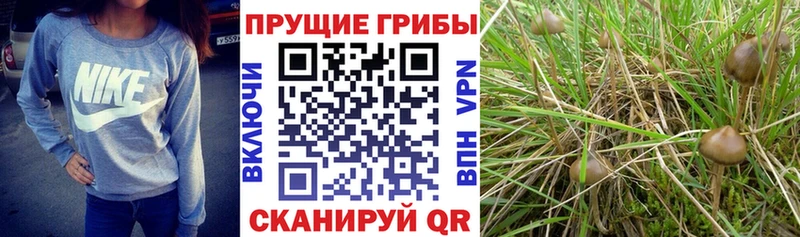 где можно купить наркотик Карасук Галлюциногенные грибы мухоморы
